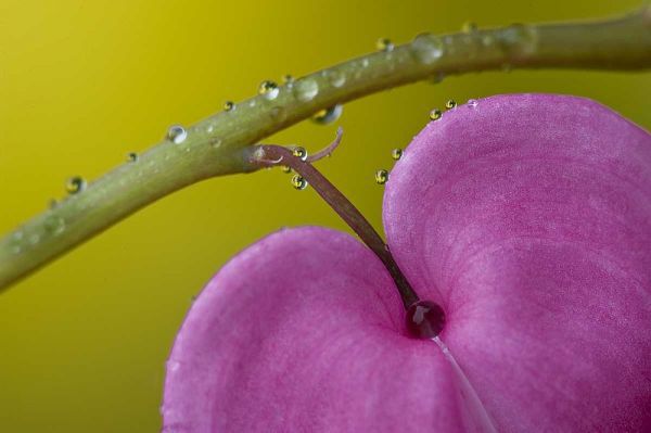 PA, Bleeding heart flower on stem with rain drops